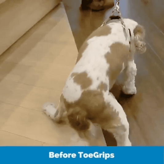 Pyrella's ToeGrips® for Dogs