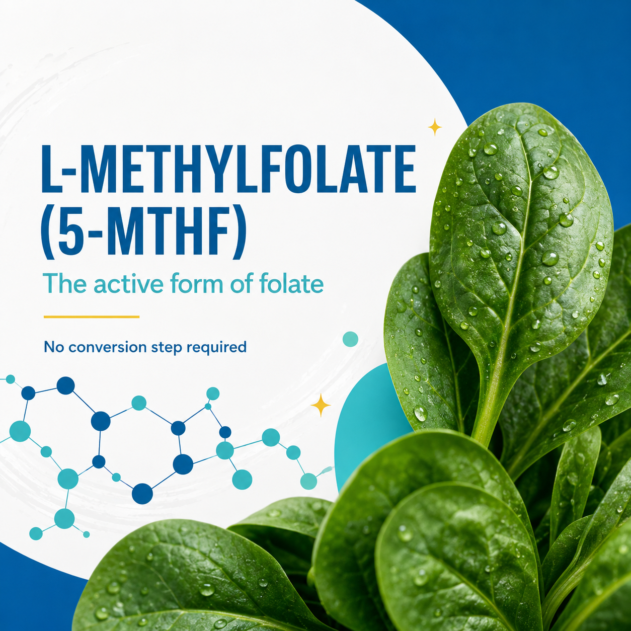 L-Methylfolate 5-MTHF ingredient visual